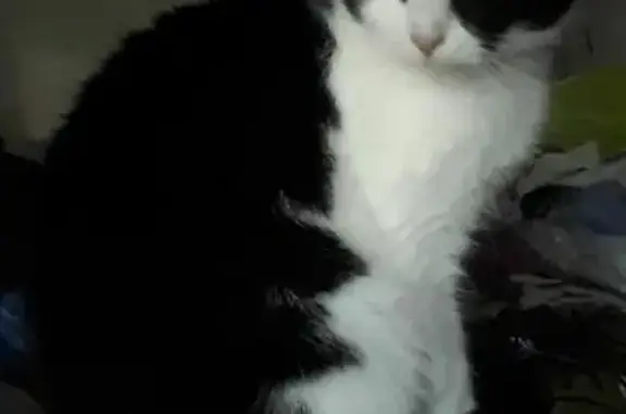 Кошки потеряшки, Казань, фото: Потеряшка кошка на ул. Кулахметова, 11 в Казани