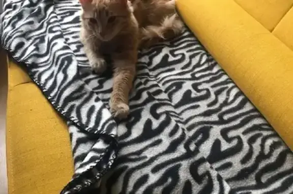 Кошки потеряшки, Москва, фото: Потеряшка кот Вустер на ул. Архитектора Власова, 5к2 (вознаграждение 5000)