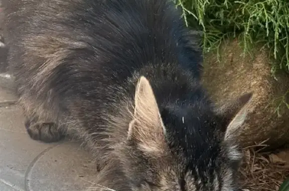 Кошка с зеленым ошейником на Менделеева, 20, Коломна
