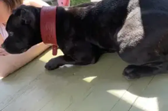 Собаки потеряшки, Санкт-Петербург, фото: Потеряшка собака Ася на Ударникова, 21 к1, СПб