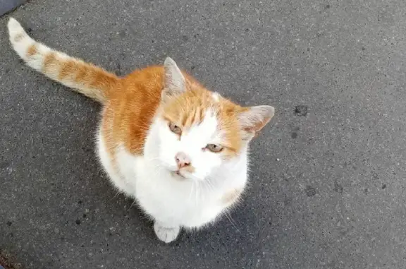 Найден рыжий кот возле Почтамтского моста в СПб