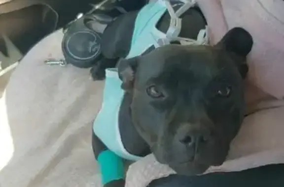 Собаки потеряшки, Санкт-Петербург, фото: Потеряшка собака Ася на проспекте Ударников 21 к1