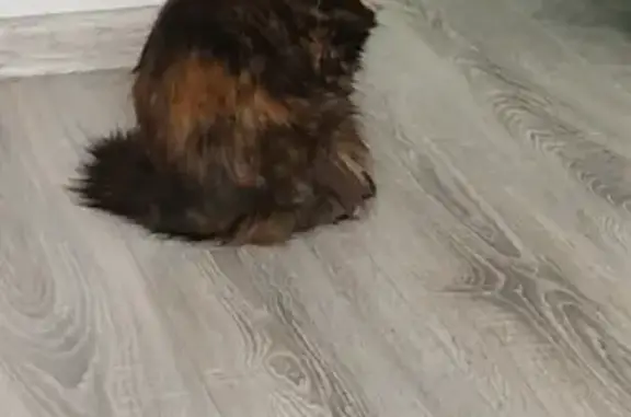 Кошки потеряшки, Новосибирск, фото: Потеряшка вислоухая кошка на ул. Есенина, 29, Новосибирск