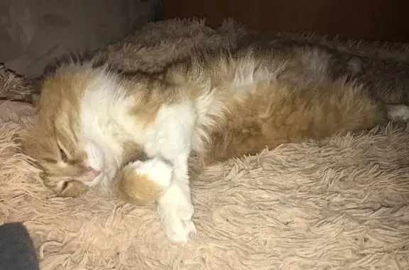 Кошки потеряшки, Набережные Челны, фото: Потеряшка рыжая кошка в Калмиинском поселении.