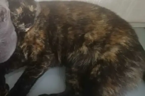 Кошки потеряшки, Москва, фото: Потеряшка кошка на Вильнюсской ул. 8к2, Москва