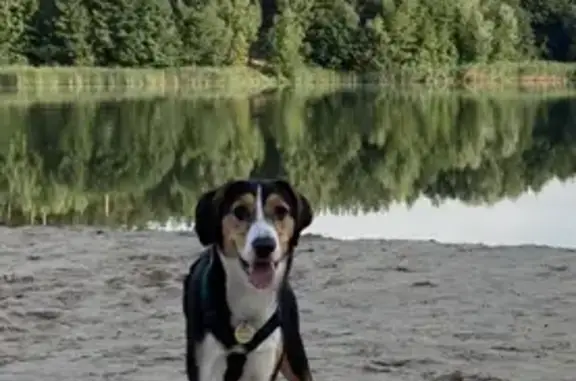 Найдена собака, Липецк, фото: Пропала собака Тайна на ул. Леонтия Кривенкова, 11 в Липецке