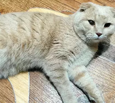 Найден кот на пл. Жданова, Большая Ельня.