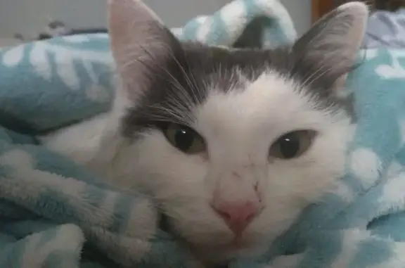 Пропал кот Леон 16 августа на улице Химиков, 26