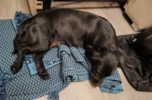 Найдена чёрная собака с увеличенными молочными железами