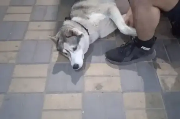 Собака найдена возле 96-й школы на пр. Космонавтов, 2 к2, Ростов-на-Дону