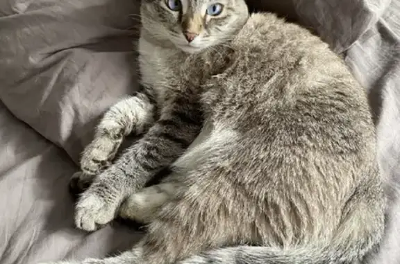 Кошки потеряшки, Москва, фото: Потеряшка кошка на ул. Смирновская, 4А, Нижегородский район.