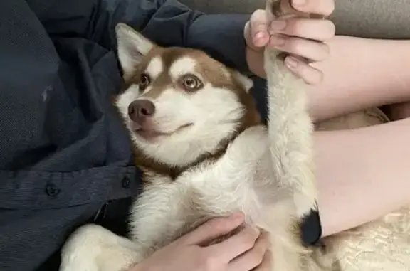 Собаки потеряшки, Москва, фото: Потеряшка собака Помски на 3-й Владимирской улице, Москва