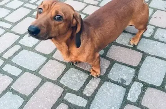 Найдена собака Такса на Красной улице