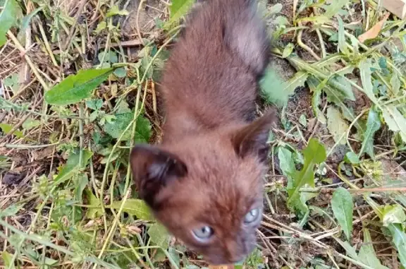 Найден ручной черный котенок на улице Елизаветинской