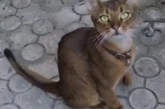 Найденные животные Рассвет, фото: Потерянный абиссинский кот на улице Сретенской в Рассвете