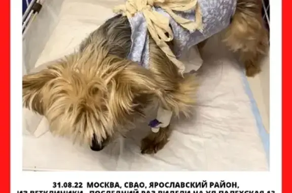 Собаки потеряшки, Москва, фото: Потеряшка собака Лола на набережной Шевченко, Москва