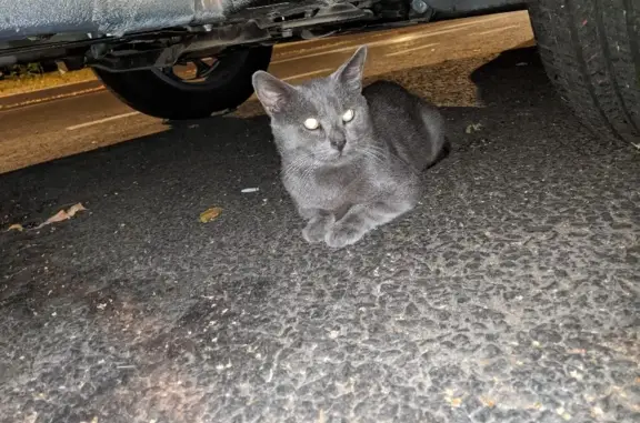 Кошка на Есенинском бульваре, Голубой окрас.