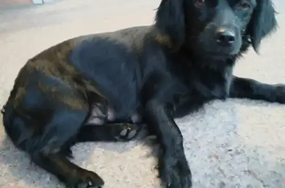 Найдена собака на Тихорецкой 4А в Калининграде