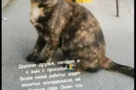 Кошка найдена на ул. Циолковского, Казань