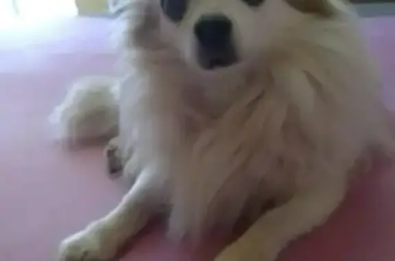 Собаки потеряшки, Москва, фото: Потеряшка собака на Туристской улице, Москва