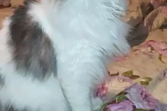 Пропала кошка на Кольцевой улице, Череповец