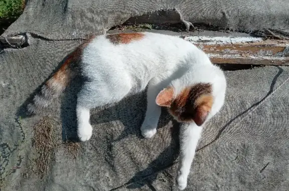 Найдена кошка, Аргаяш, фото: Найдена кошка, Черхнявского 9, Аргаяш