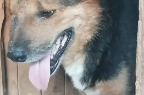 Пропала собака Гриша в Бошинском поселении