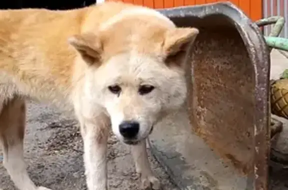 Найдена собака в Подосинках