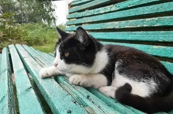 Найдена кошка в садовом товариществе, Кировская область
