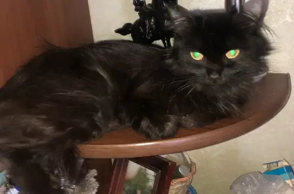 Найдена кошка в Омске, истощенная и голодная