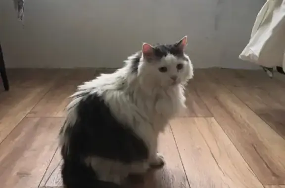 Пропал кот Яша на Северной улице, Тольятти