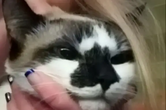 Кошки потеряшки, Ярославль, фото: Потеряшка кошка Белка с ул. Рыкачева, 8 в Ярославле