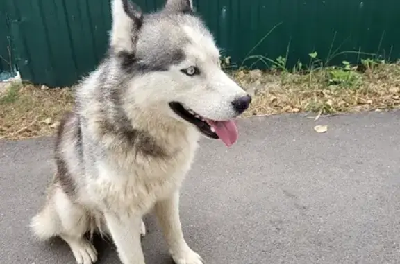 Собака Хаски найдена на Фряновском шоссе, Трубино.