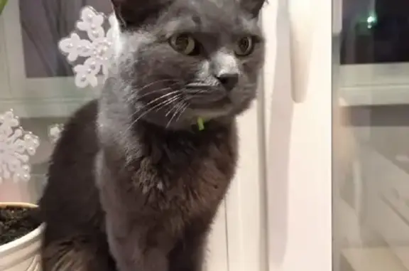 Кошки потеряшки, Новосибирск, фото: Потеряшка котик в Новосибирске: Гусинобродское шоссе, 23