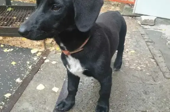 Найдена собака на Тарасовской ул. в Королеве