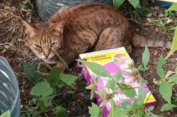 Найдена кошка на Тухачевского32/2 в Москве