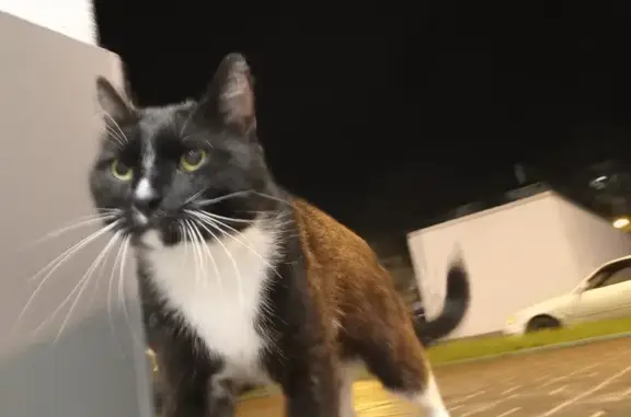 Найден черно-белый кот на ул. Академика Вавилова, 41А