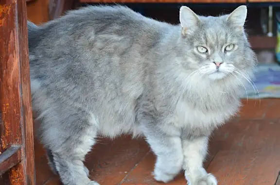 Найдена кошка серого цвета в п. Соколовка