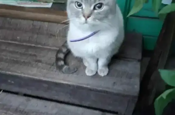 Домашняя кошка на Спартаковской улице
