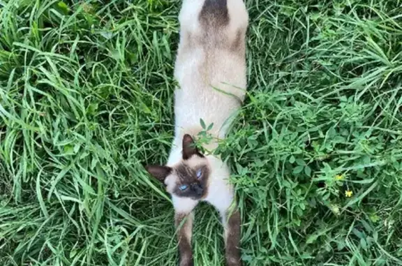 Пропал сиамский кот Марс на Калужской улице, Сызрань