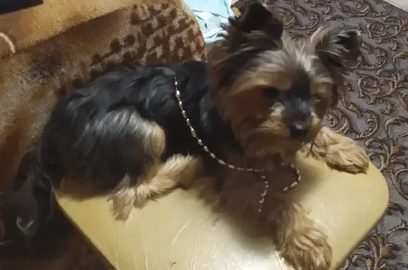 Собаки потеряшки, Томск, фото: Потеряшка йоркшерская собака в Богашёвском поселении.