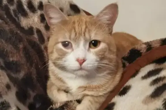 Кошки потеряшки, Новосибирск, фото: Потеряшка рыжий кот с поврежденным глазом, вознаграждение гарантировано. (Новосибирск, 2-я Воинская улица, 87)