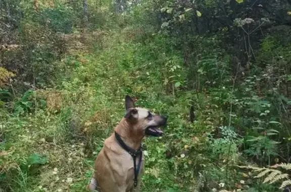 Пропала собака Лайма в Минино, Красноярский край