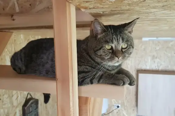 Пропала кошка Митя в Солнечном поселении