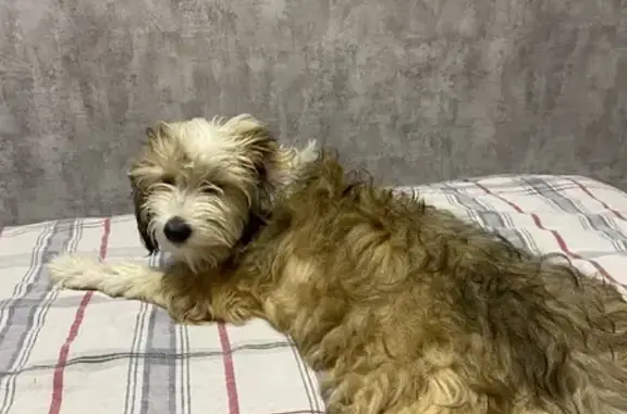 Собаки потеряшки, Раменское, фото: Потеряшка добрая собака в Раменском