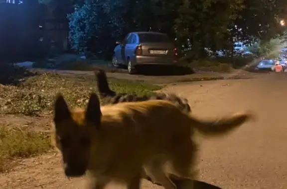 Собака Дворняга ищет дом на улице Лыткина, 9/1, Иркутск.