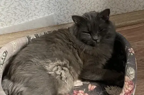 Пропала кошка Котик в Сызрани на «Урале»