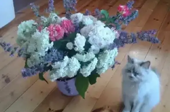 Кошки потеряшки, Ямм, фото: Потеряшка кошка в Ямм, Псковская обл. - Сметана, тел. 89213656603