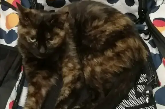 Кошки потеряшки, Москва, фото: Потеряшка кошка на Флотской улице, Москва