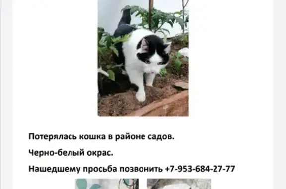 Объявления о пропавших и найденных животных, Киров, фото: Пропала домашняя кошка Ася, Матанцы.